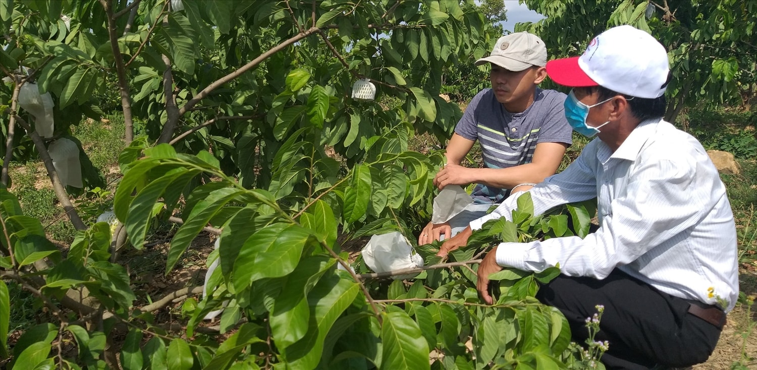 Vụ thu hoạch đầu tiên, anh Minh đã thu hoạch được khoảng  1,5 tấn na thương phẩm, mang lại thu nhập trên 100 triệu đồng