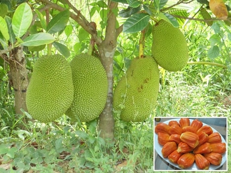 Mít ruột đỏ cho màu sắc bắt mắt và hương vị thơm ngon khác biệt hơn các giống mít thường.