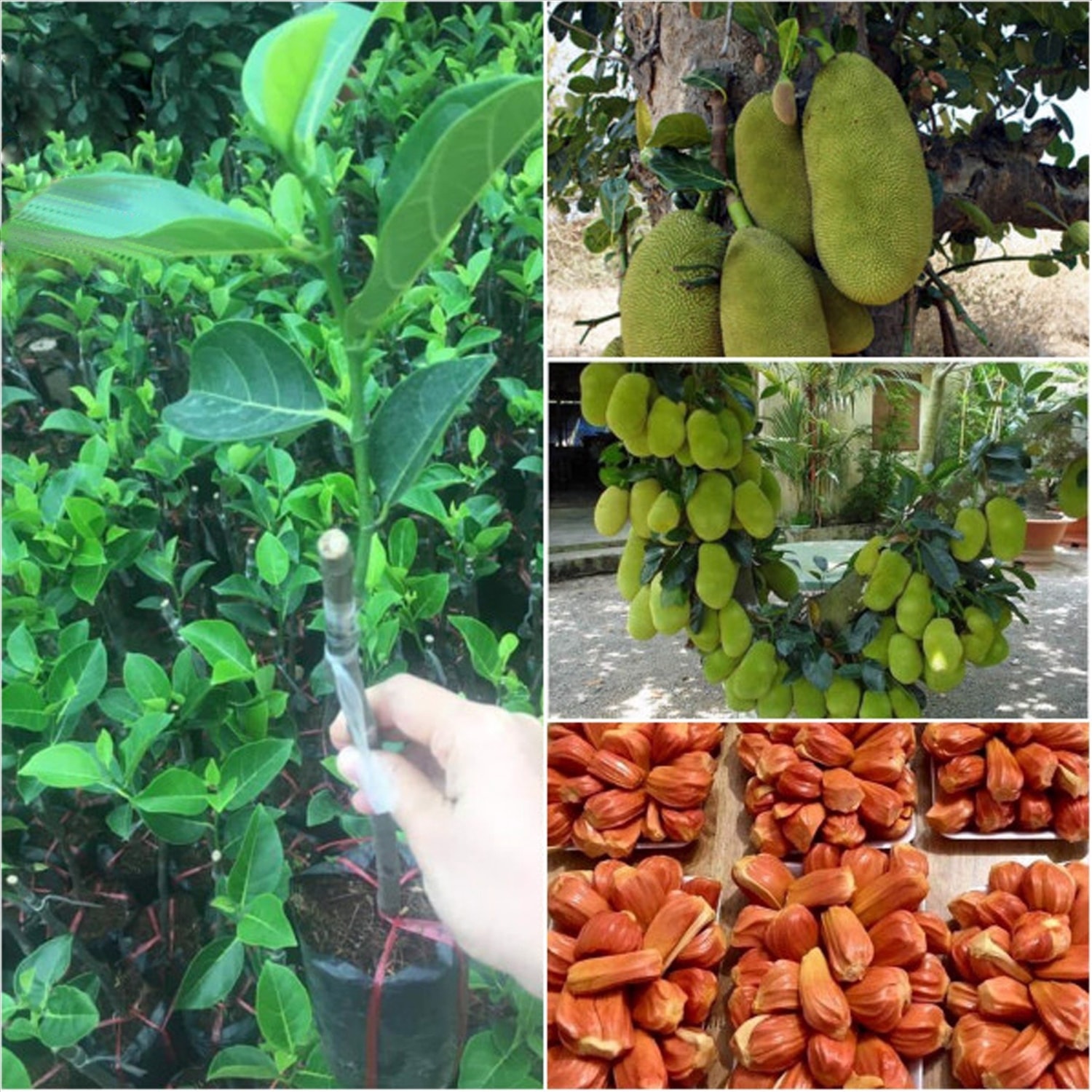 Kỹ thuật trồng và chăm sóc mít ruột đỏ 