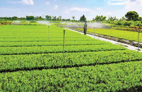 Hệ thống tưới phun tự động tại HTX rau an toàn Hòa Phát.