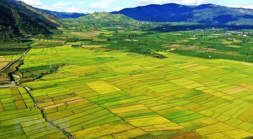 Những ruộng lúa tại huyện Chư Păh (Gia Lai). (Ảnh: Hồng Điệp/TTXVN)