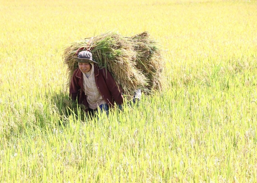 Bà con dân tộc Jrai thu hoạch lúa. (Ảnh: Hồng Điệp/TTXVN)