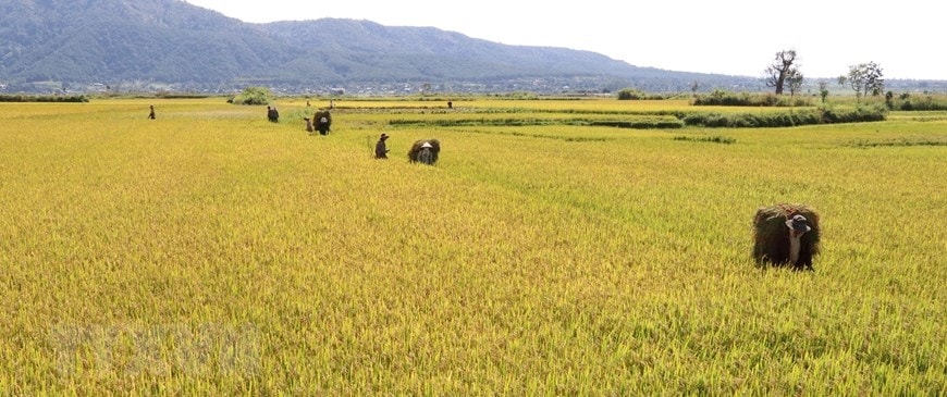 Bà con người dân tộc thiểu số tại Gia Lai thu hoạch lúa. (Ảnh: Hồng Điệp/TTXVN)