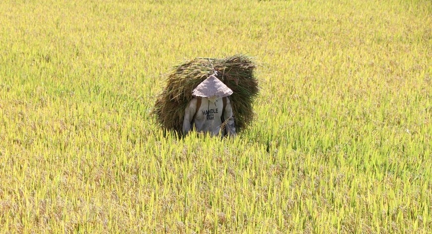 Những gùi lúa nặng trĩu vai. (Ảnh: Hồng Điệp/TTXVN)