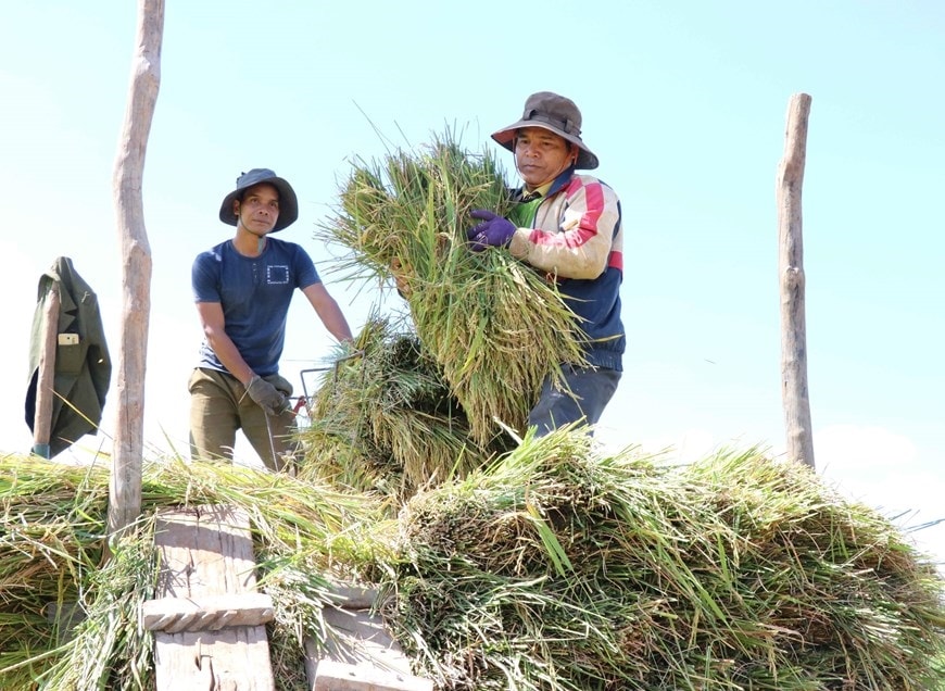 Bà con người dân tộc Gia Rai tại tỉnh Gia Lai thu hoạc lúa. (Ảnh: Hồng Điệp/TTXVN)