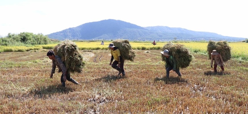 Bà con dân tộc Gia Rai thu hoạch lúa. (Ảnh: Hồng Điệp/TTXVN)