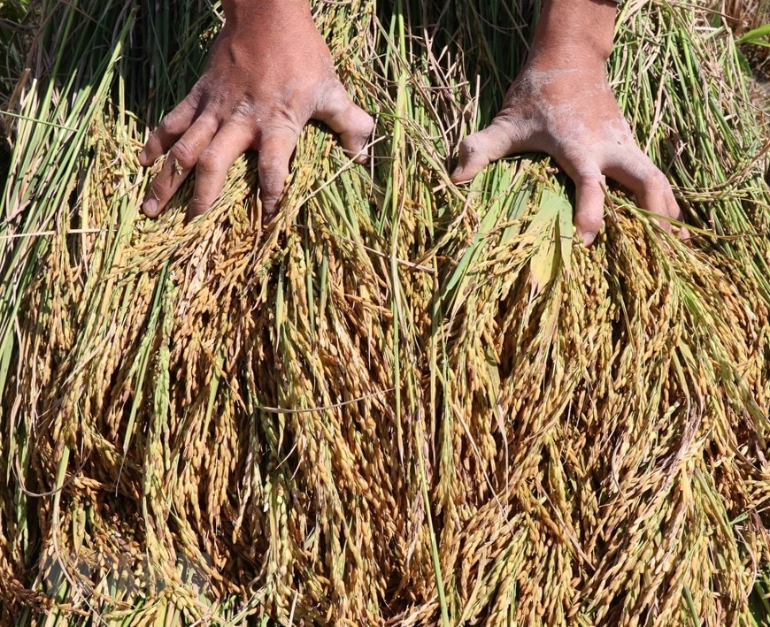 Bà con dân tộc Gia Rai thu hoạch lúa. (Ảnh: Hồng Điệp/TTXVN)