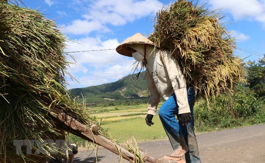 Bà con dân tộc Gia Rai thu hoạch lúa. (Ảnh: Hồng Điệp/TTXVN)