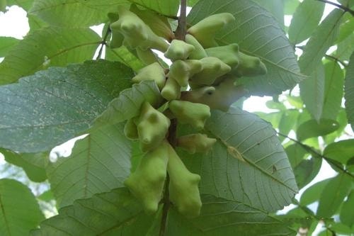 Ngũ bội tử theo đông y có công dụng giúp trừ ho, cầm máu, trừ mụn nhọt, cầm tiêu chảy, giải độc và ngoài ra còn giúp trị các vết loét trong miệng, ngực nóng ho có đờm, trị lỵ lâu ngày.