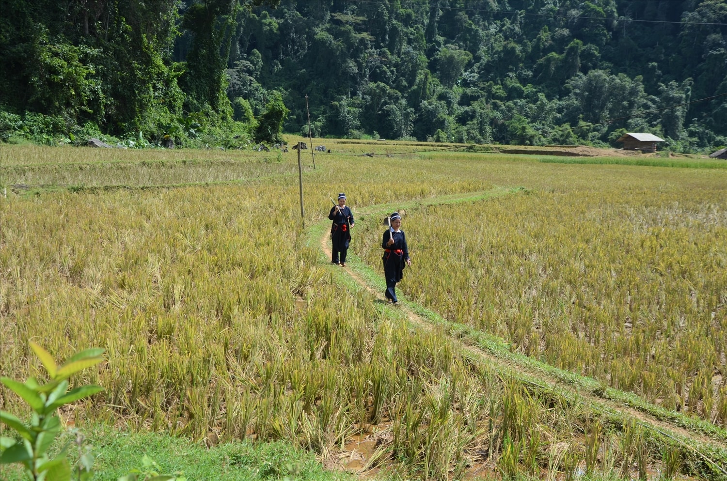 Trên cánh đồng thôn Cao Đường
