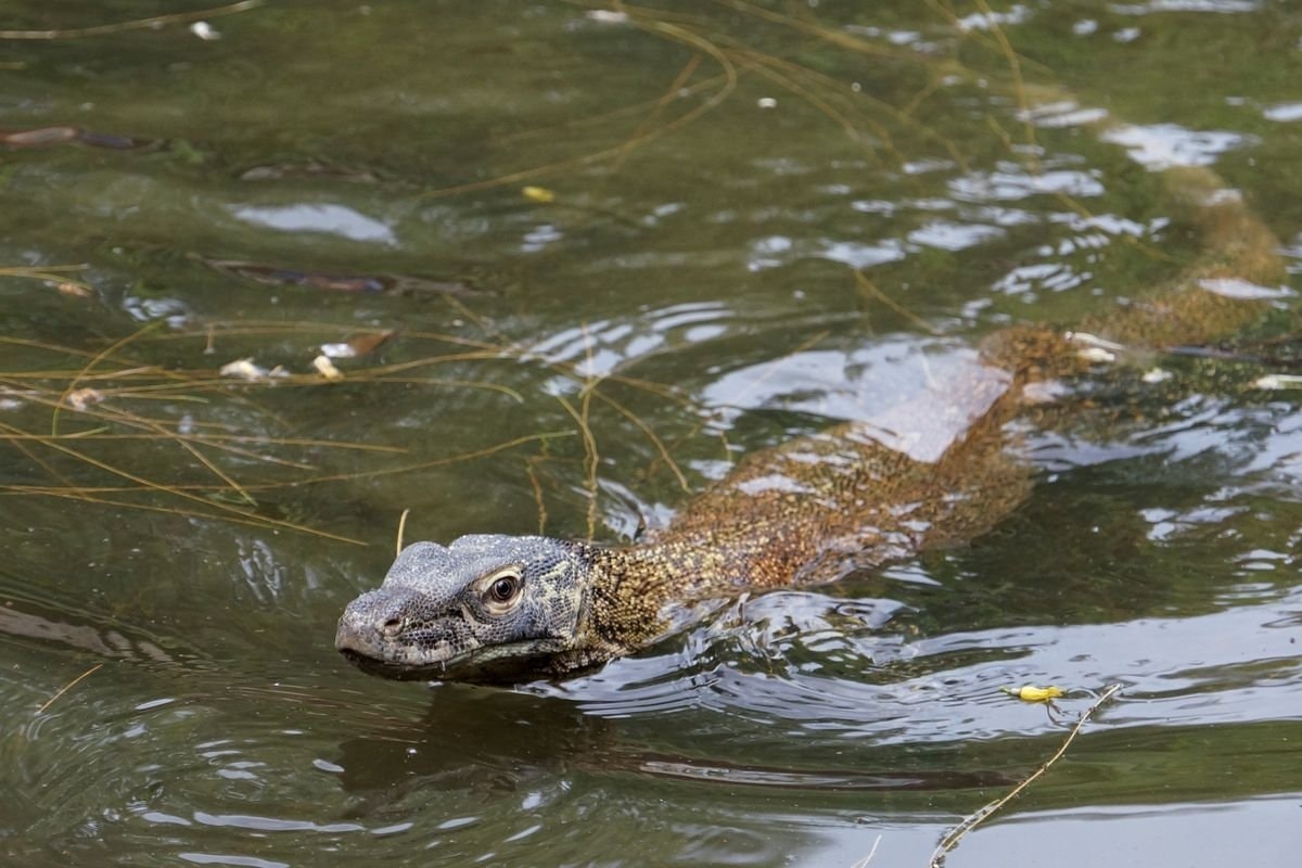  Một con rồng Komodo con, bơi trong lồng chăm sóc tại Vườn thú Surabaya. Ảnh: REUTERS.