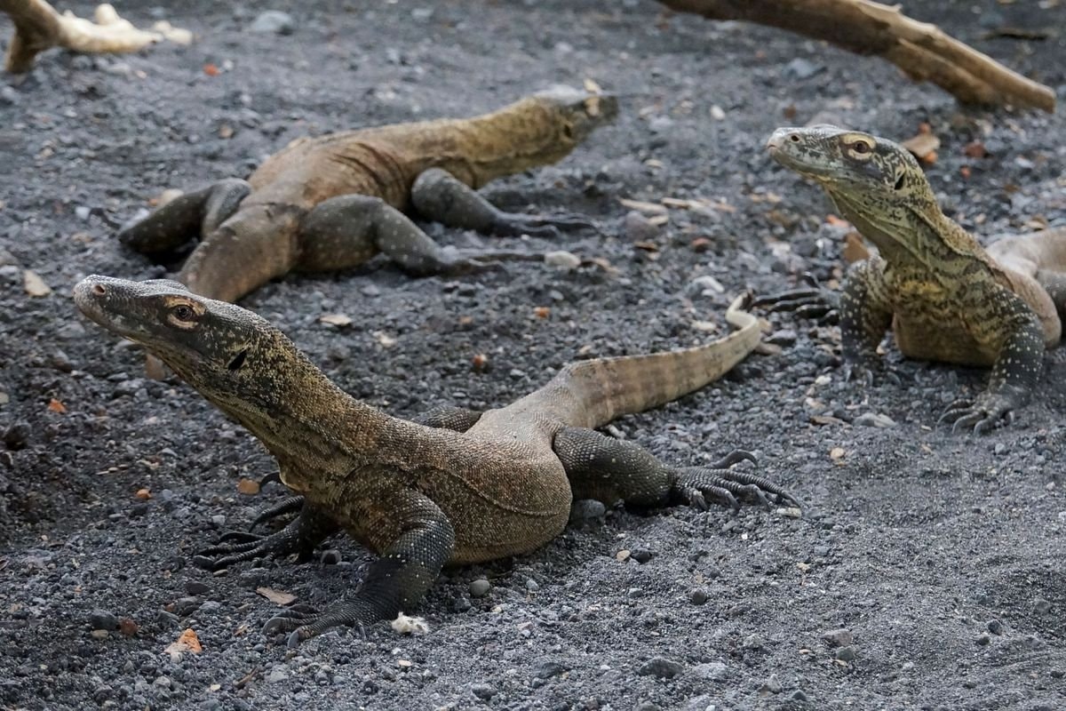 Rồng Komodo con, tên khoa học Varanus komodoensis, trong lồng chăm sóc ở Vườn thú Surabaya ở Surabaya, tỉnh Đông Java, Indonesia Rồng Komodo con, tên khoa học Varanus komodoensis, trong lồng chăm sóc ở Vườn thú Surabaya ở Surabaya, tỉnh Đông Java, Indonesia (1/11/2021). Ảnh: REUTERS.. Ảnh: REUTERS.