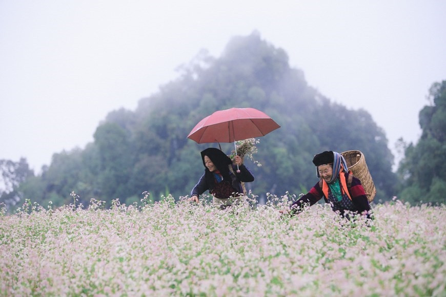Những cánh đồng hoa trải dài tạo cho nơi đây cảnh sắc vừa nên thơ vừa hùng vĩ. (Ảnh: PV/Vietnam+)