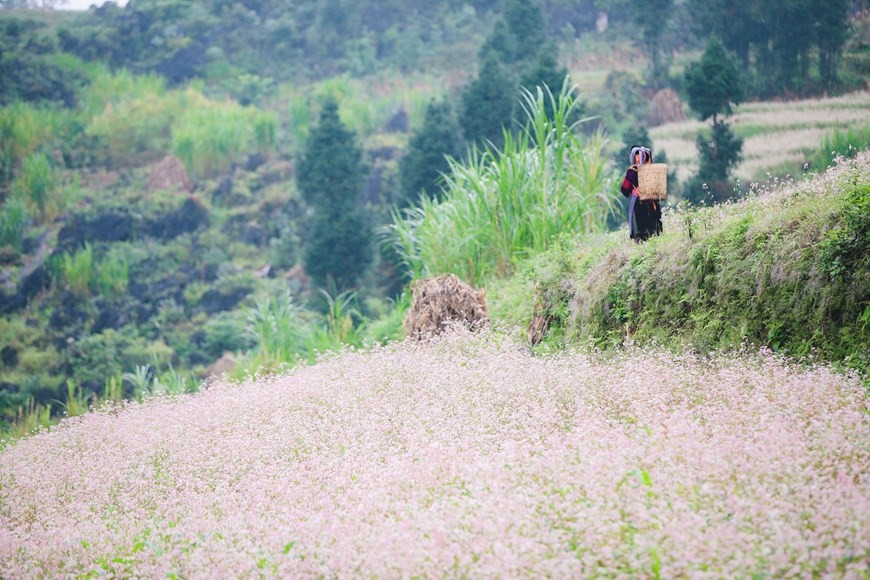Trải qua quãng đường khoảng 500km từ Hà Nội lên tới huyện Đồng Văn (Hà Giang), du khách sẽ thấy đây không phải là một chuyến đi lãng phí khi ngắm những cánh hoa tam giác mạch. (Ảnh: PV/Vietnam+)