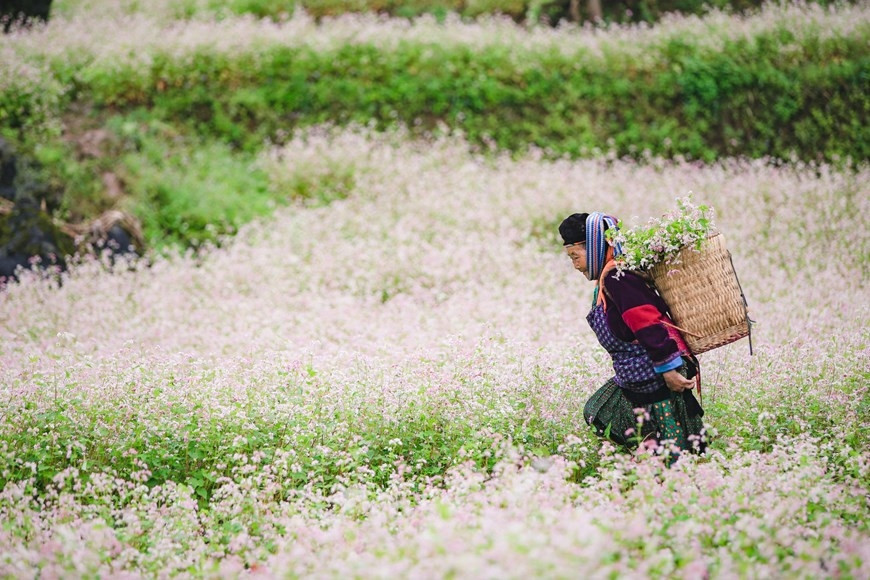 Ở Hà Giang, tam giác mạch được trồng để làm thức ăn, làm bánh tam giác mạch hay một số món ăn khác. (Ảnh: PV/Vietnam+)