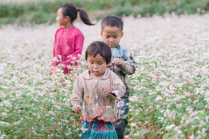 Có thể nói khi nhắc đến Hà Giang, không ai là không nhớ tới tam giác mạch - một thứ 