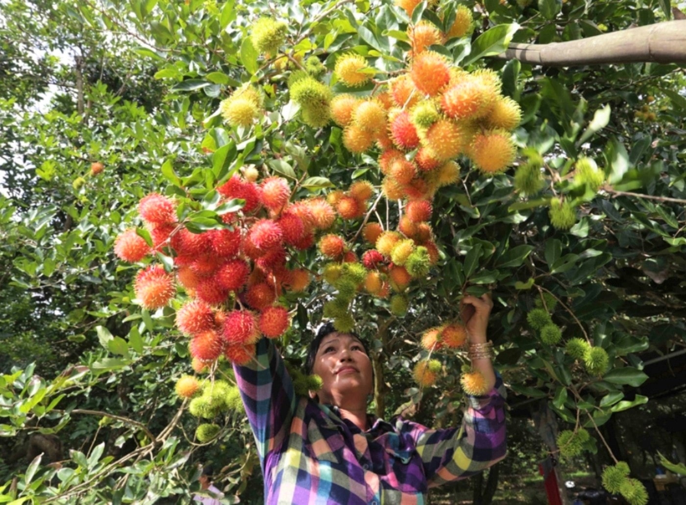 Mùa thu hoạch chôm chôm của nhà vườn Cù lao An Bình