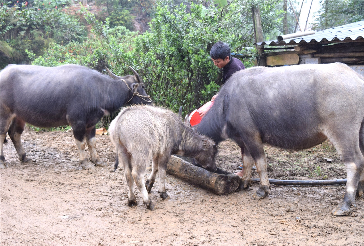 Các hộ chăn nuôi tăng cường  cho trâu ăn bổ sung cám ngô, gạo và uống nước ấm pha muối để tăng cường sức đề kháng trong mùa rét