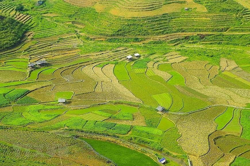 Những thửa ruộng bậc thang xanh màu lúa trải dài phủ khắp các triền núi. (Ảnh: Phan Tuấn Anh/TTXVN)