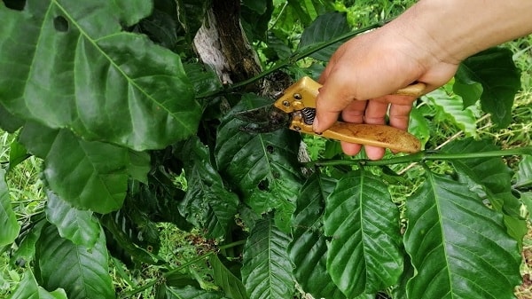 Việc cắt cành cho cây giúp loại bỏ được những cành cây bị sâu bệnh và những cành không mang trái nhất là cành tăm cạnh tranh dinh dưỡng với cành thứ cấp.