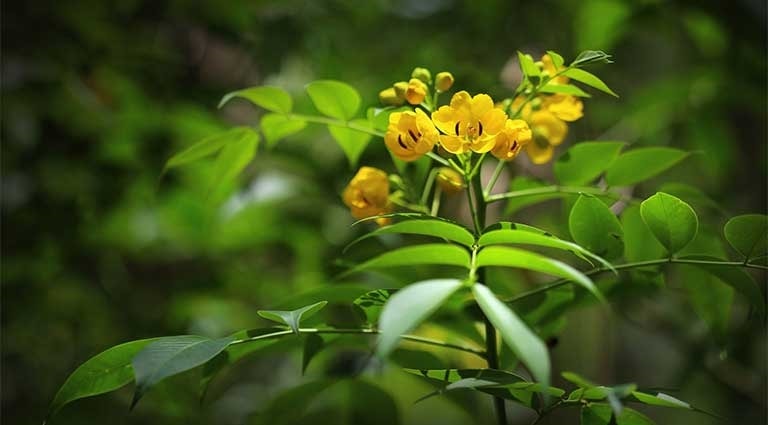 Phan tả diệp là thảo dược vô cùng tốt cho sức khỏe, có công dụng chữa trị bệnh táo bón, béo phì, trị mụn, thải độc gan…