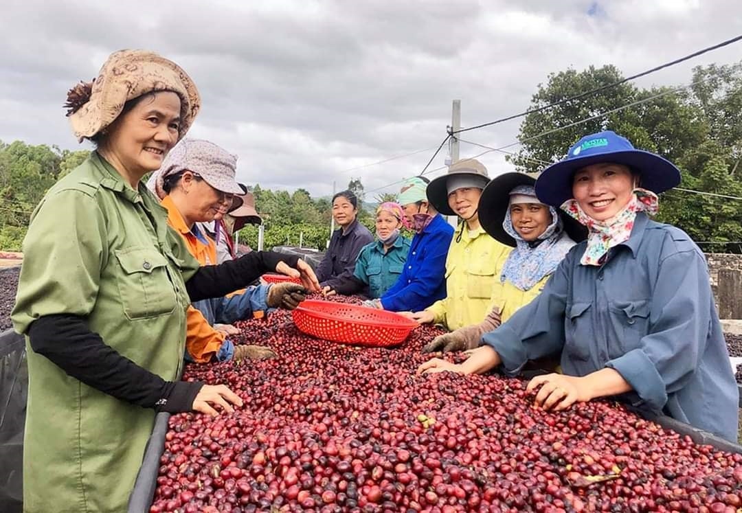 Cà phê phơi trên giàn theo mô hình cà phê sạch của cơ sở cà phê Xuân Dương Cà phê phơi trên giàn theo mô hình cà phê sạch của cơ sở cà phê Xuân Dương