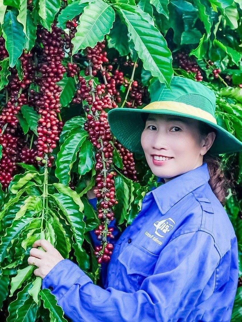 Chị Nguyễn Thị Thanh Xuân bên vườn cà phê chuẩn bị thu hoạch Chị Nguyễn Thị Thanh Xuân bên vườn cà phê chuẩn bị thu hoạch
