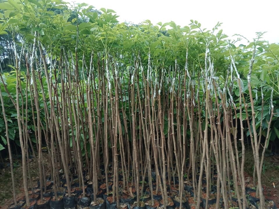 Cây giống trám đen