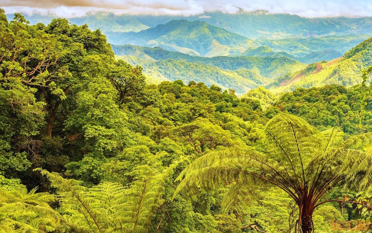 Động Châu - Khe Nước Trong có khu hệ động, thực vật phong phú, trong đó có nhiều loài quý hiếm nằm trong Sách đỏ Việt Nam và thế giới. Đây cũng là nơi được Tổ chức Bảo tồn thiên nhiên quốc tế xác định là vùng đa dạng sinh học trọng điểm nối giữa Việt Nam và Lào Động Châu - Khe Nước Trong có khu hệ động, thực vật phong phú, trong đó có nhiều loài quý hiếm nằm trong Sách đỏ Việt Nam và thế giới. Đây cũng là nơi được Tổ chức Bảo tồn thiên nhiên quốc tế xác định là vùng đa dạng sinh học trọng điểm nối giữa Việt Nam và Lào