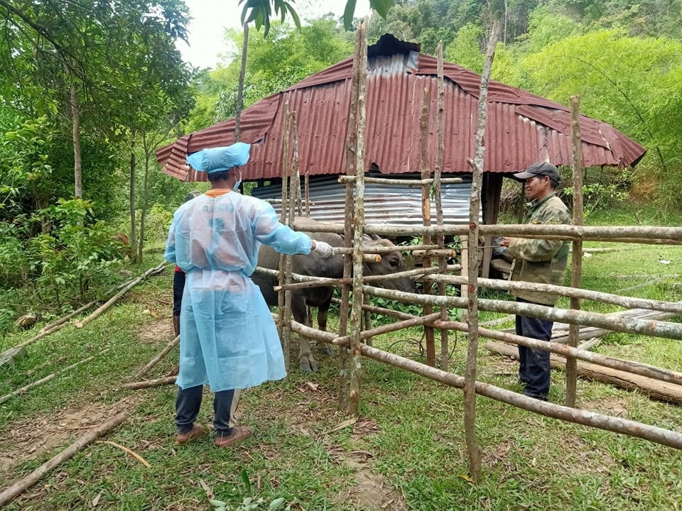 Cán bộ thú y tiêm phòng cho trâu bò và hướng dẫn người dân làm chuồng trại chống rét. Ảnh: Đ.H