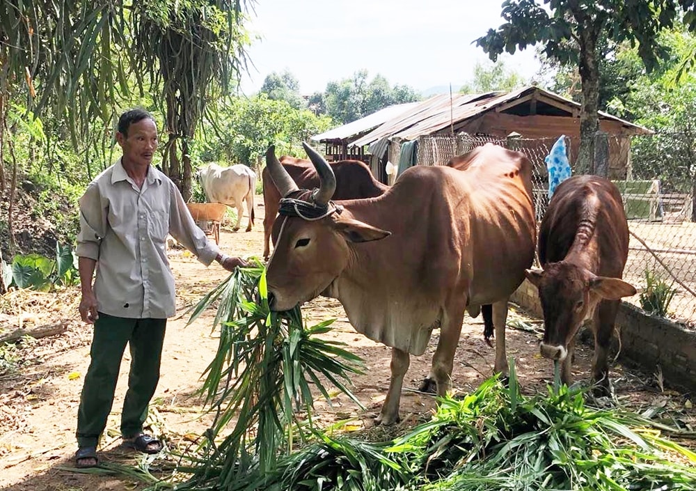 Ở khu vực Tây Nguyên chủ yếu chăn nuôi nông hộ, quy mô nhỏ