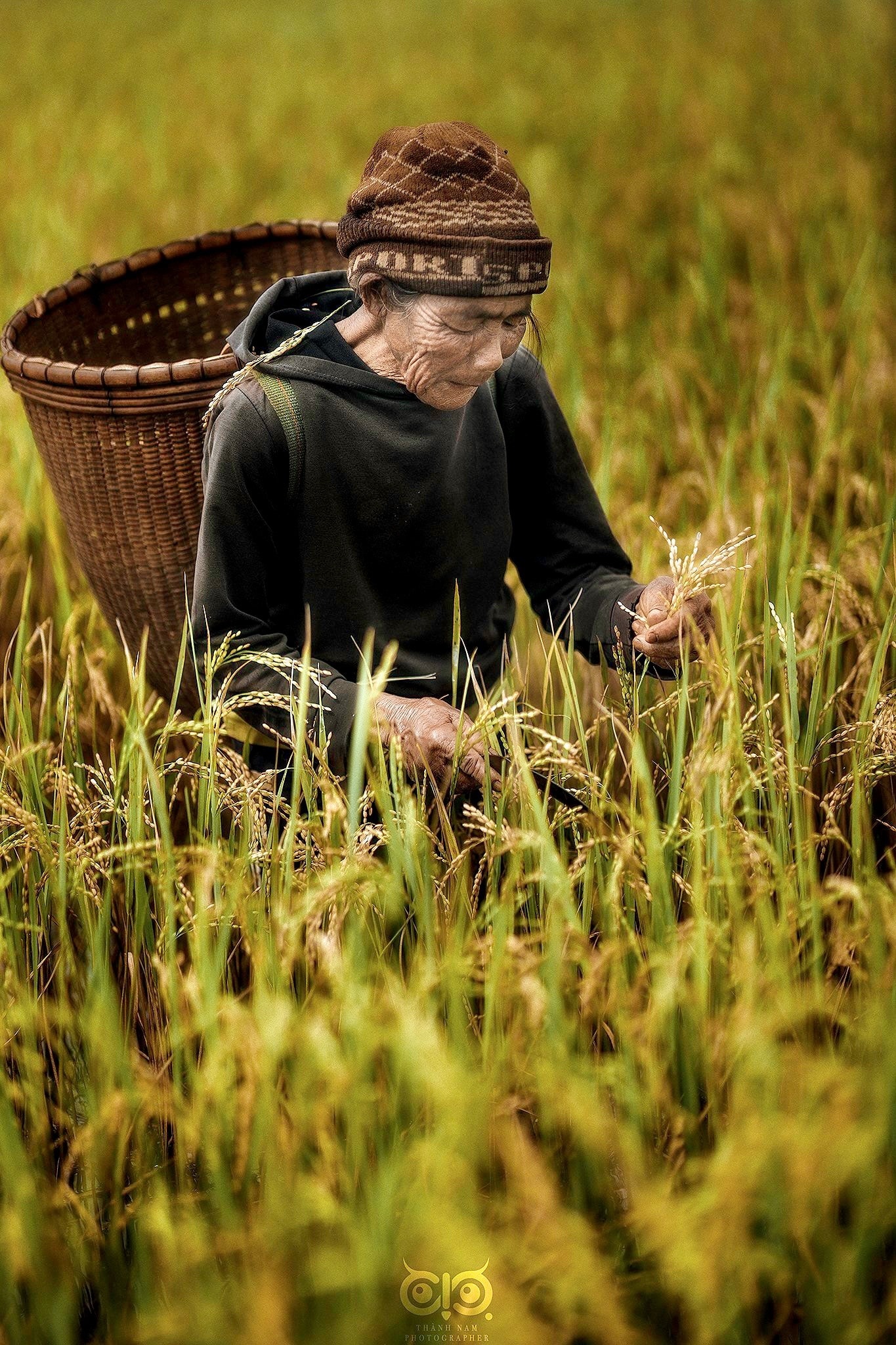 Dẫn chó đi săn chuột đồng béo núng nính ở Gia Lai mùa lúa chín 11