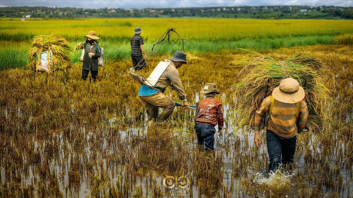 Dẫn chó đi săn chuột đồng béo núng nính ở Gia Lai mùa lúa chín 9