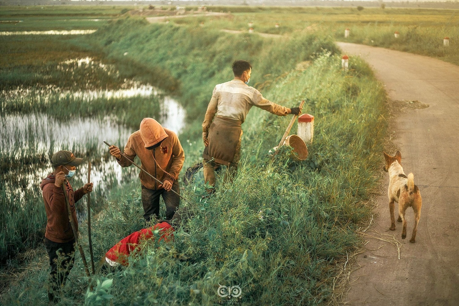 Dẫn chó đi săn chuột đồng béo núng nính ở Gia Lai mùa lúa chín 2