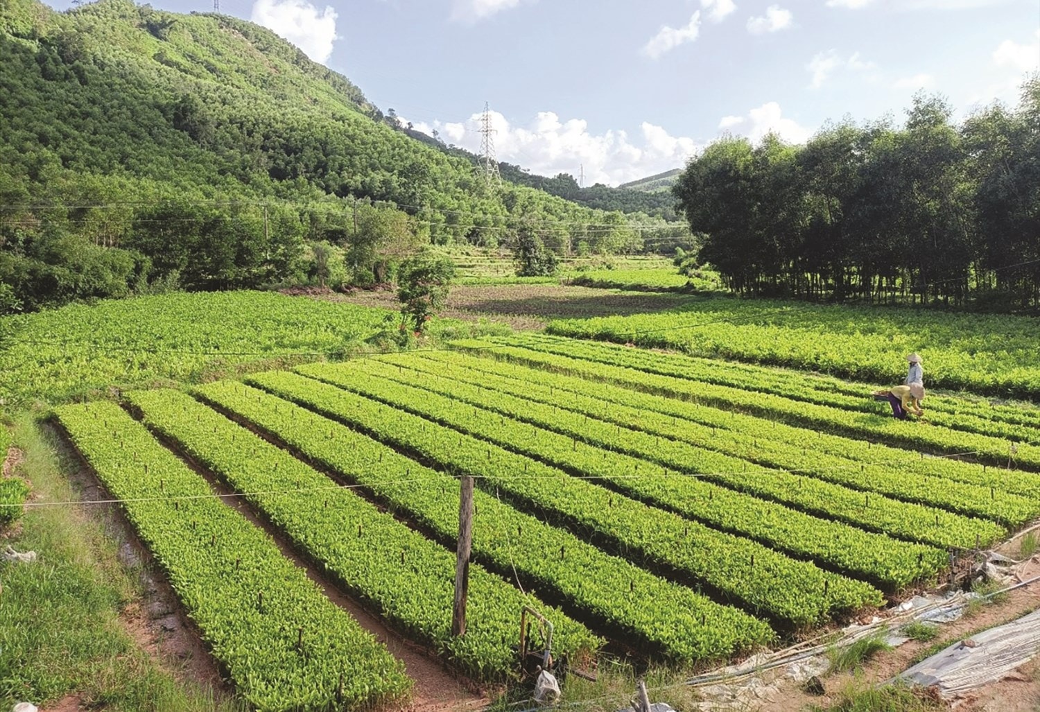 Cây keo đã giúp cho nhiều người dân Minh Long có thu nhập khá.