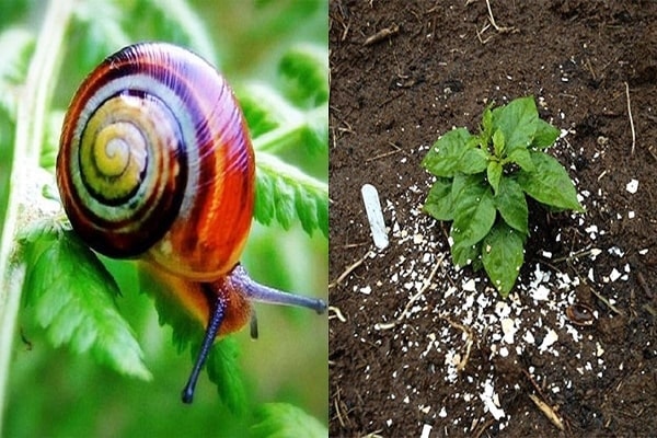 Hướng dẫn cách diệt ốc sên hiệu quả, tiết kiệm chi phí