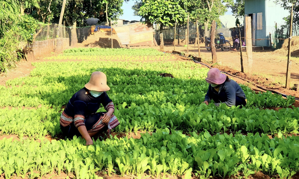 Chị em hội viên Hội LHPN phường Thắng Lợi trồng rau sạch để bán trên Facebook vào mùa dịch Covid-19 Chị em hội viên Hội LHPN phường Thắng Lợi trồng rau sạch để bán trên Facebook vào mùa dịch Covid-19