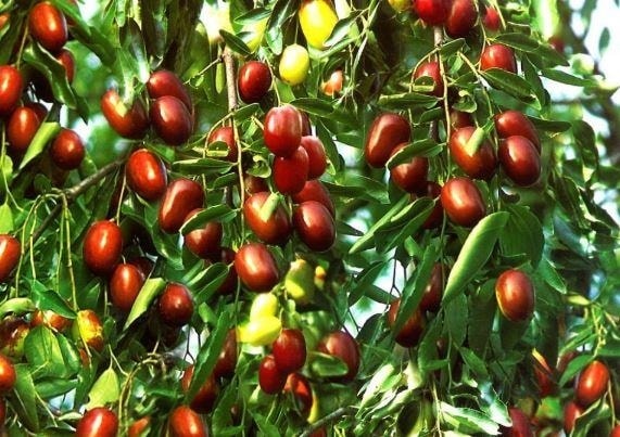 Với hàm lượng vitamin dồi dào, quả táo tầu đem lại nhiều lợi íсh cho sức khỏe người dùng.