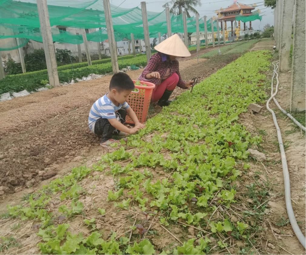 Khôi phục vườn rau sau lũ vừa cải thiện sinh kế, vừa đáp ứng nhu cầu về vi chất dinh dưỡng trong những bữa ăn. (Ảnh minh họa)