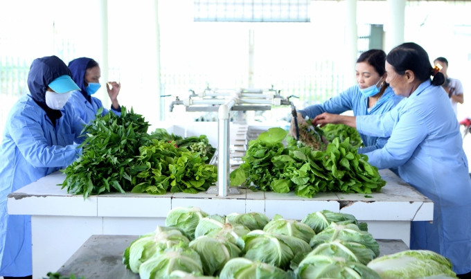 Trước khi đưa vào siêu thị để tiêu thụ, rau VietGAP Đặng Xá được sơ chế và đóng gói cẩn thận. Ảnh: Minh Phúc.