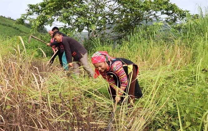 Chương trình “Không còn nạn đói” phấn đấu đến năm 2025, 100% hộ tham gia chương trình được tham gia tổ hợp tác, hợp tác xã và liên kết sản xuất. (Ảnh minh họa) Chương trình “Không còn nạn đói” phấn đấu đến năm 2025, 100% hộ tham gia chương trình được tham gia tổ hợp tác, hợp tác xã và liên kết sản xuất. (Ảnh minh họa)
