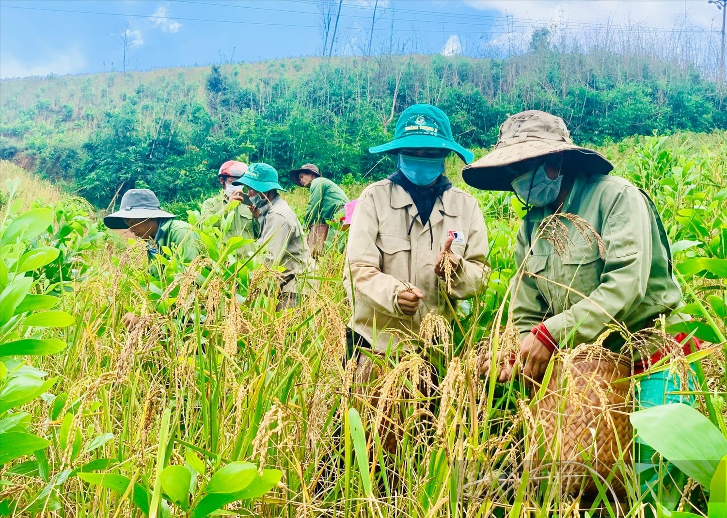 Đối với người M’nông (huyện Lắk, tỉnh Đắk Lắk), cây lúa rẫy ngoài việc mang lại lương thực duy trì cuộc sống cho họ thì còn mang tín ngưỡng, bản sắc văn hóa riêng. Ảnh: Khánh Huyền