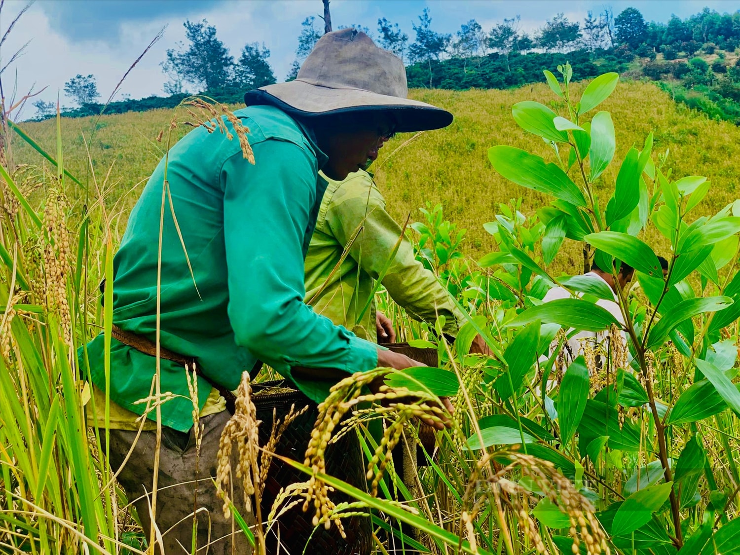 Anh Y Than Ndu (buôn Trang Yúk, xã Krông Nô) cùng người thân trong gia đình hái lúa rẫy. Ảnh: Khánh Huyền