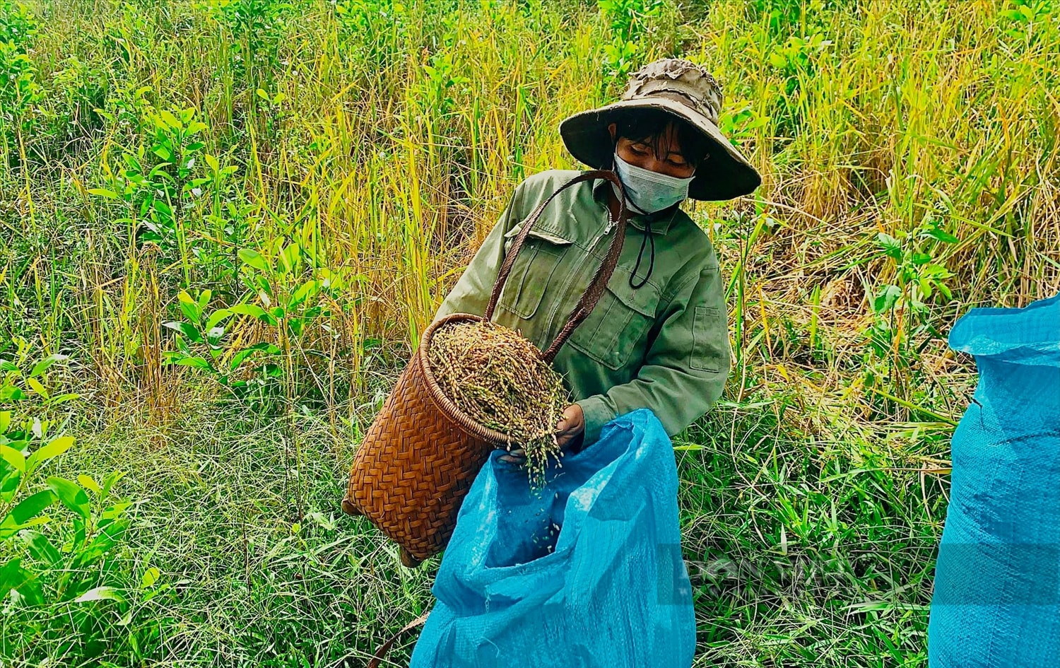 Từng hạt lúa rẫy to, tròn được chị H’Lý Tryék (buôn Trang Yúk, xã Krông Nô, huyện Lắk) hái đầy ắp gùi rồi đổ vào bao. Ảnh: Khánh Huyền