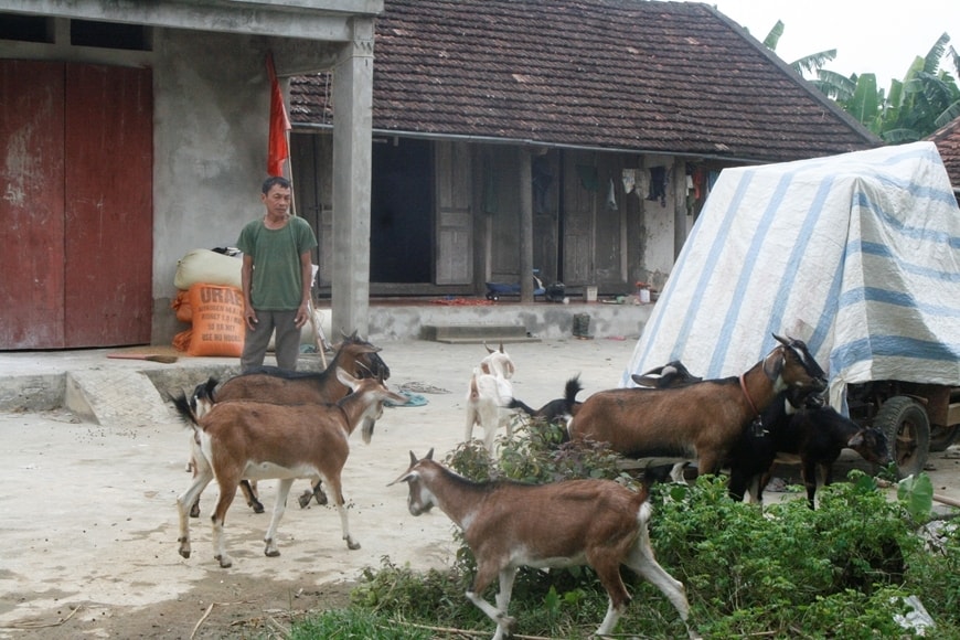 Mô hình nuôi dê sinh sản của gia đình ông Đinh Văn Lặng, xã Cúc Phương, Nho Quan (Ninh Bình) Mô hình nuôi dê sinh sản của gia đình ông Đinh Văn Lặng, xã Cúc Phương, Nho Quan (Ninh Bình)