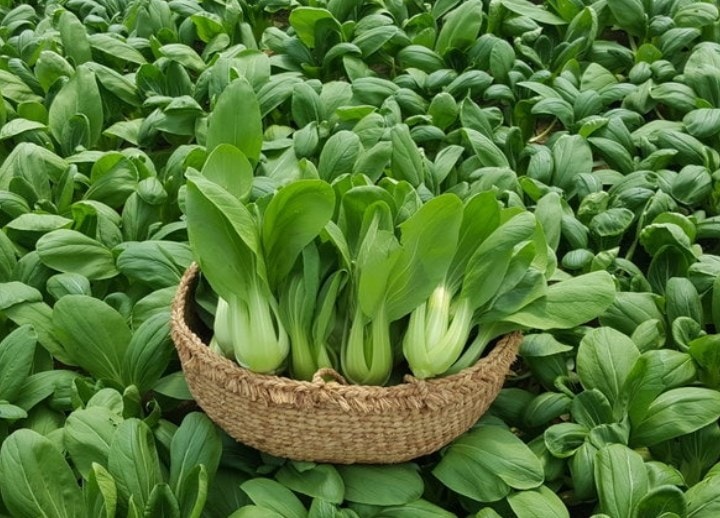 Hướng dẫn kỹ thuật sản xuất cải chíp theo tiêu chuẩn VietGAP