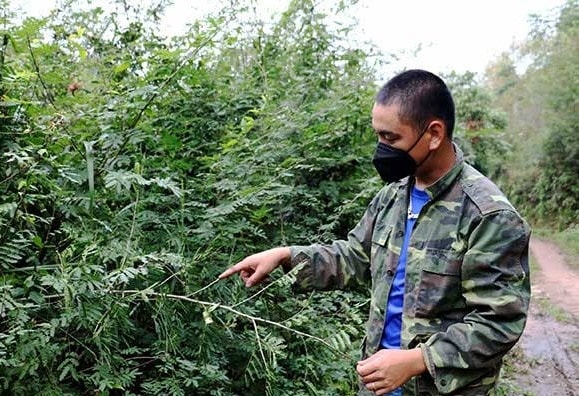 Mai dương là 1 trong 100 loài sinh vật ngoại lai xâm hại gây hậu quả nghiêm trọng nhất trên thế giới