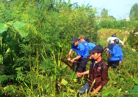 Nên chặt, đốt trước khi cây mai dương nở hoa để hạn chế nguồn lây lan. (ảnh TL)