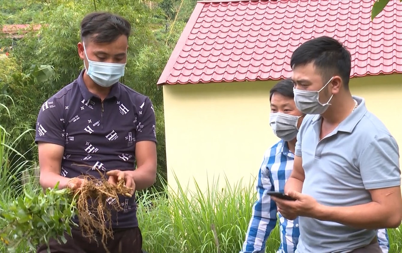 Nhờ được vay vốn anh Tẩn Seo Đài (bên phải) đã trồng được gần 2.000 m2 cây cát cánh và mua được 1 con trâu sinh sản