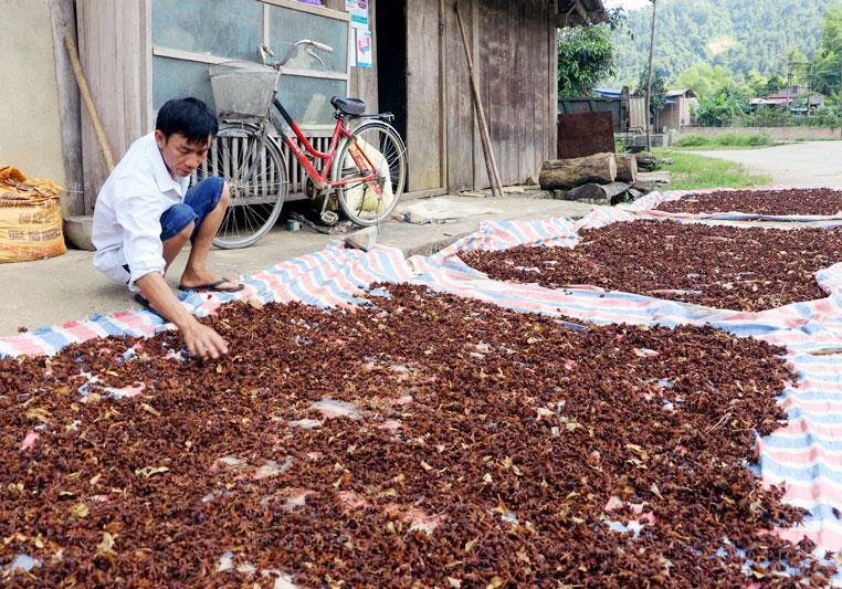 Tranh thủ trời nắng, người dân huyện Chợ Mới đang tập trung thu hoạch hồi
